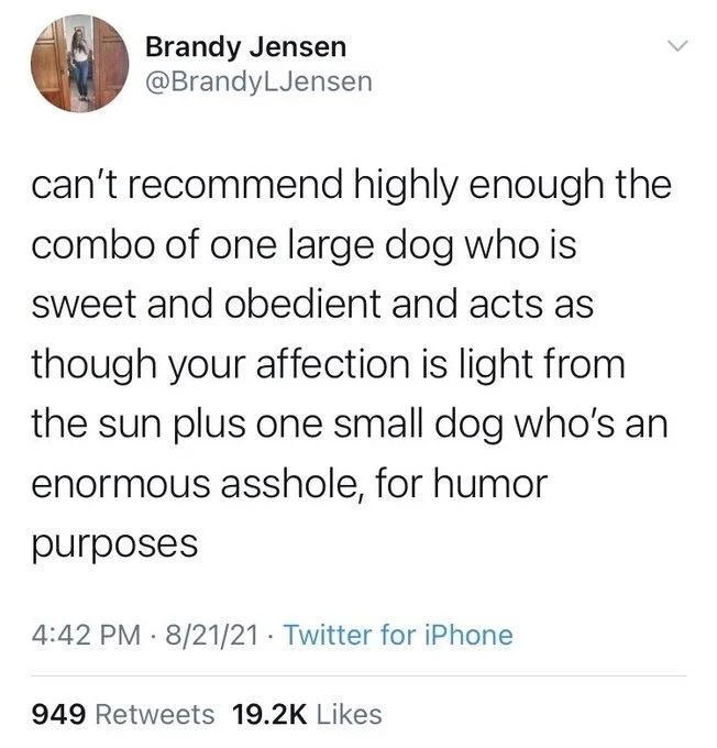 can't recommend highly enough the combo of one large dog who is sweet and obedient and acts as though your affection is light from the sun plus one small dog who's an enormous asshole, for humor
purposes