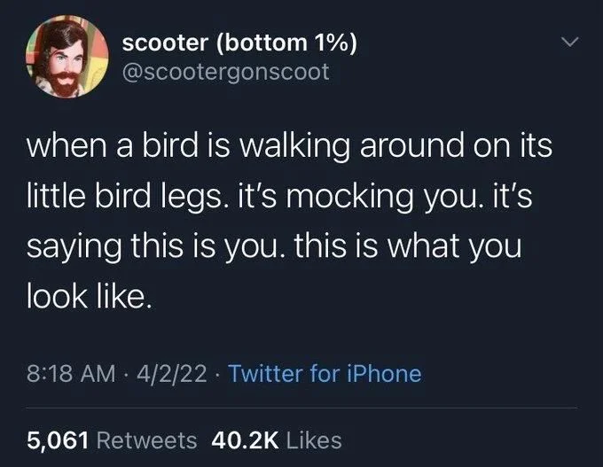 when a bird is walking around on its little bird legs. it's mocking you. it's saying this is you. this is what you look like.