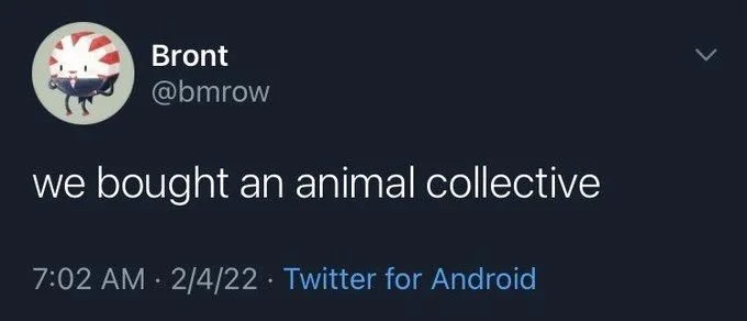 we bought an animal collective