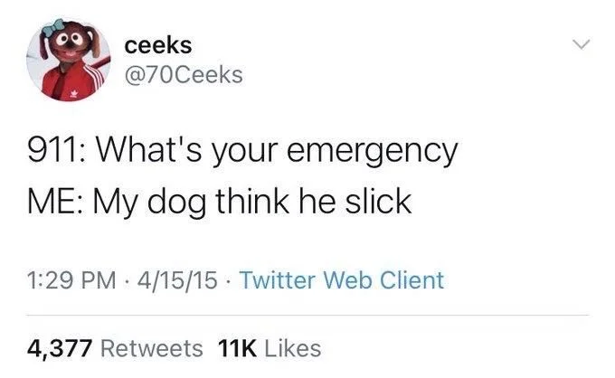 911: What's your emergency
ME: My dog think he slick