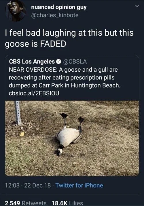 I feel bad laughing at this but this goose is FADED

CBS Los Angeles @CBSLA
NEAR OVERDOSE: A goose and a gull are recovering after eating prescription pills dumped at Carr Park in Huntington Beach. 

(Photo of a passed out goose)