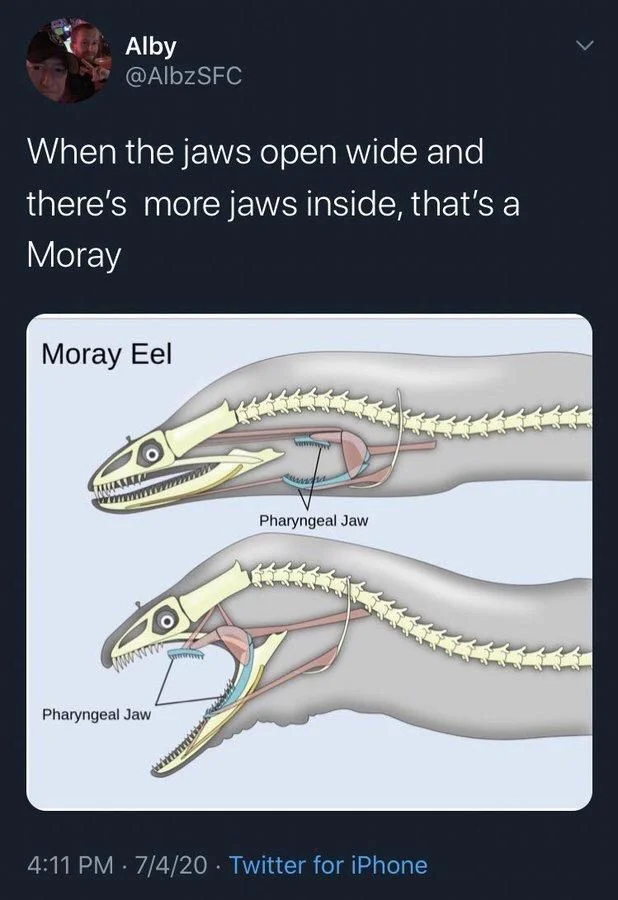 When the jaws open wide and there's more jaws inside, that's a
Moray

(Diagram of moral eel)