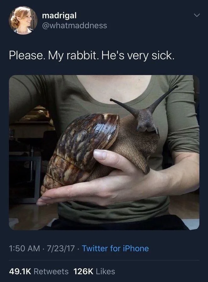 Please. My rabbit. He's very sick.

(A person holding a large snail)