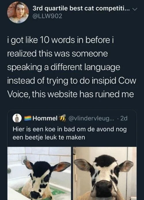 @LLW902:

i got like 10 words in before i
realized this was someone speaking a different language instead of trying to do insipid Cow Voice, this website has ruined me

Hommel:

Hier is een koe in bad om de avond nog
een beetje leuk te maken

(photo of cow in bath)