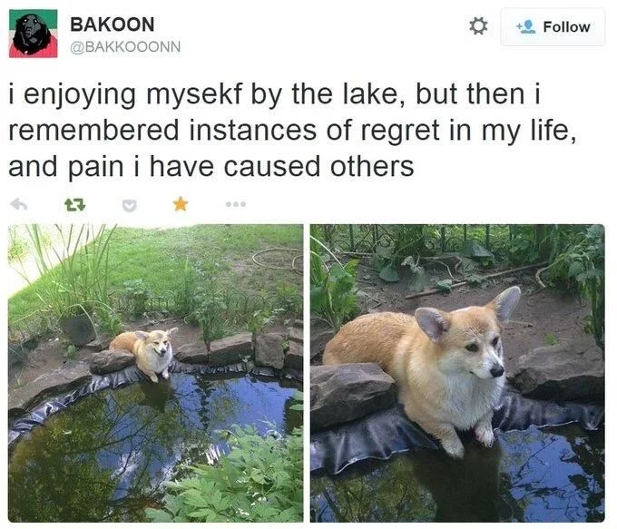 (picture of corgi next to tiny decorative pond, looking first happy and then sad)

I enjoying mysekf by the lake, but then I remembered instances of regret in my life, and pain I have caused others