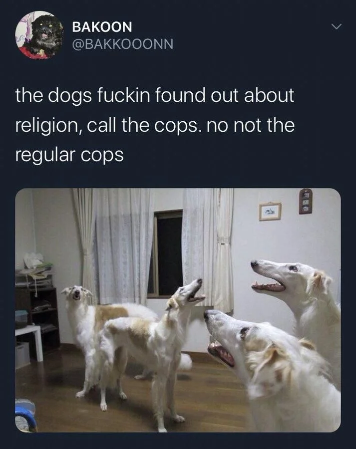 [A bunch of borzoi dogs looking up in the air at some thing] the dogs fuckin found out about religion, called the cops. no not the regular cops